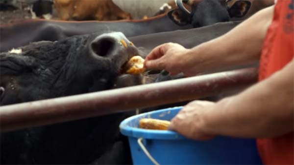 நன்றி மறந்து விடாதீர்கள்.. மோடி உதவுவார் என்ற நம்பிக்கையுடன் காத்து கிடக்கும் நேபாள முதியவர்..