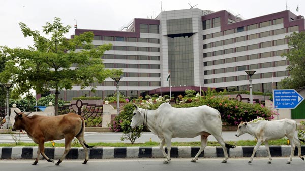 பசுவை காப்பாற்ற தன் உயிரை பணயம் வைத்த லாரி டிரைவர்... வீடியோ வைரல் ஆனதால் குவியும் பாராட்டு...