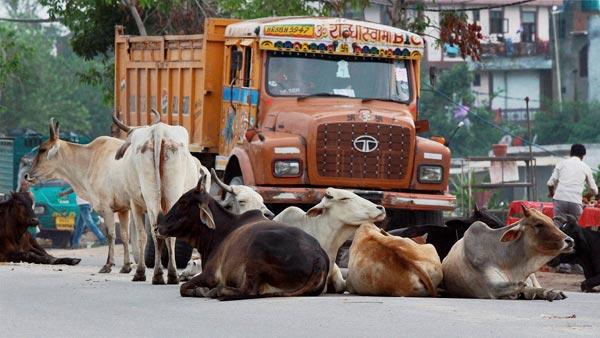 பசுவை காப்பாற்ற தன் உயிரை பணயம் வைத்த லாரி டிரைவர்... வீடியோ வைரல் ஆனதால் குவியும் பாராட்டு...
