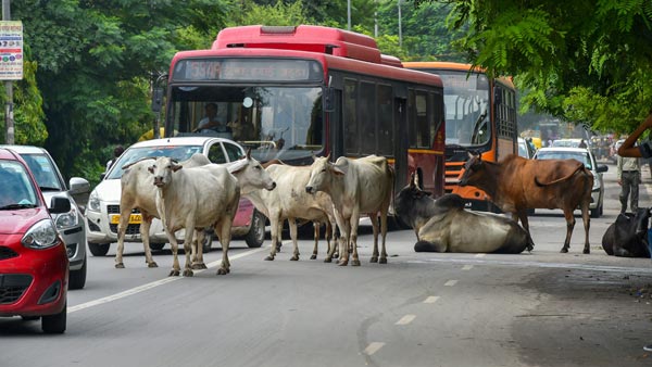 பசுவை காப்பாற்ற தன் உயிரை பணயம் வைத்த லாரி டிரைவர்... வீடியோ வைரல் ஆனதால் குவியும் பாராட்டு...