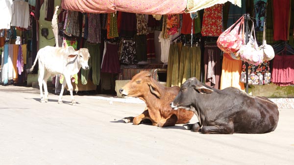 பசுவை காப்பாற்ற தன் உயிரை பணயம் வைத்த லாரி டிரைவர்... வீடியோ வைரல் ஆனதால் குவியும் பாராட்டு...