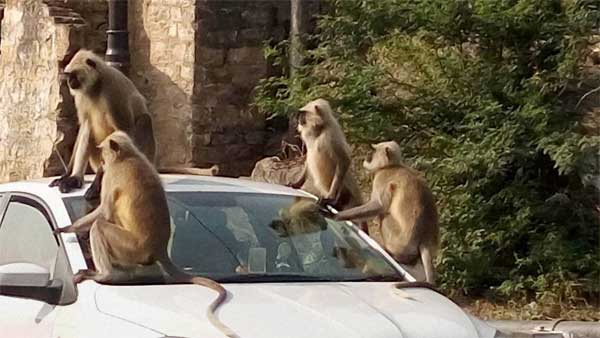 குரங்குக்காக விலையுயர்ந்த புதிய காரை நொறுக்கிய உரிமையாளர்...