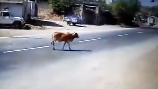 பசுவை காப்பாற்ற தன் உயிரை பணயம் வைத்த லாரி டிரைவர்... வீடியோ வைரல் ஆனதால் குவியும் பாராட்டு...