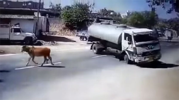 பசுவை காப்பாற்ற தன் உயிரை பணயம் வைத்த லாரி டிரைவர்... வீடியோ வைரல் ஆனதால் குவியும் பாராட்டு...