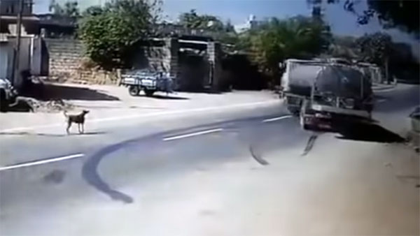 பசுவை காப்பாற்ற தன் உயிரை பணயம் வைத்த லாரி டிரைவர்... வீடியோ வைரல் ஆனதால் குவியும் பாராட்டு...