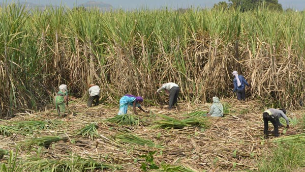 ஏழை விவசாயிகளை காக்க களமிறங்கிய மாணவர்கள்... என்ன செய்தார்கள் என தெரிந்தால் ஆச்சரியப்படுவீர்கள்...