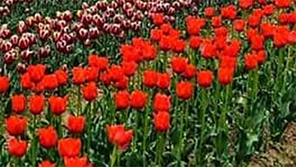 ஆட்டோவை பூங்காவாக மாற்றிய உரிமையாளர்... காரணம் என்னவென்று தெரிந்தால் ஆச்சரியப்படுவீர்கள்...