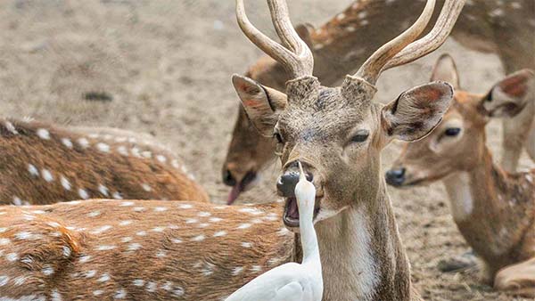 ஆட்டோவை பூங்காவாக மாற்றிய உரிமையாளர்... காரணம் என்னவென்று தெரிந்தால் ஆச்சரியப்படுவீர்கள்...