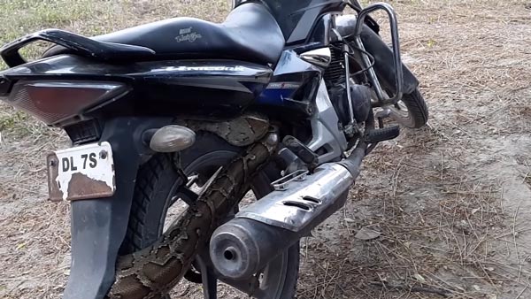 ஹோண்டா யூனிகார்ன் பைக்கில் புகுந்த மிகப்பெரிய மலைப்பாம்பு: அதிர்ச்சியில் உறைந்த மக்கள் - வீடியோ!