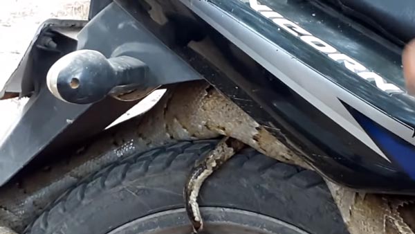 ஹோண்டா யூனிகார்ன் பைக்கில் புகுந்த மிகப்பெரிய மலைப்பாம்பு: அதிர்ச்சியில் உறைந்த மக்கள் - வீடியோ!
