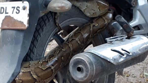 ஹோண்டா யூனிகார்ன் பைக்கில் புகுந்த மிகப்பெரிய மலைப்பாம்பு: அதிர்ச்சியில் உறைந்த மக்கள் - வீடியோ!