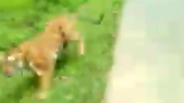 பைக்கில் சென்ற இளைஞரை விரட்டி சென்ற புலி.... நெஞ்சை பதைபதைக்க வைக்கும் அதிர்ச்சி வீடியோ!