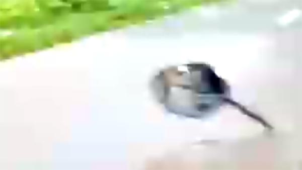 பைக்கில் சென்ற இளைஞரை விரட்டி சென்ற புலி.... நெஞ்சை பதைபதைக்க வைக்கும் அதிர்ச்சி வீடியோ!