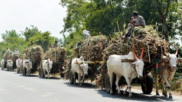 மாட்டு வண்டிக்கு கடும் அபராதம்... அதிர்ந்து போன விவசாயி... போலீஸ் சொன்ன காரணம் அதை விட அதிர்ச்சி