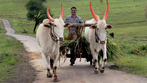 மாட்டு வண்டிக்கு கடும் அபராதம்... அதிர்ந்து போன விவசாயி... போலீஸ் சொன்ன காரணம் அதை விட அதிர்ச்சி