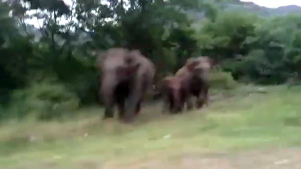 காரை முன்னும், பின்னும் சுற்றி வளைத்த யானைகள்... தமிழக வனப்பகுதியில் திக் திக் சம்பவம்... வீடியோ