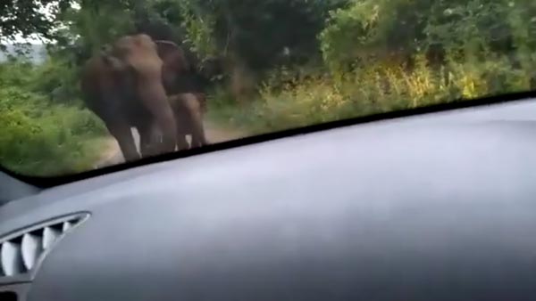 காரை முன்னும், பின்னும் சுற்றி வளைத்த யானைகள்... தமிழக வனப்பகுதியில் திக் திக் சம்பவம்... வீடியோ