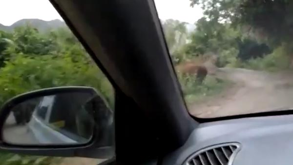 காரை முன்னும், பின்னும் சுற்றி வளைத்த யானைகள்... தமிழக வனப்பகுதியில் திக் திக் சம்பவம்... வீடியோ