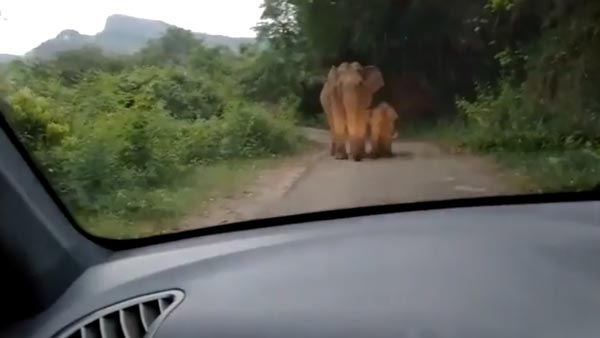 காரை முன்னும், பின்னும் சுற்றி வளைத்த யானைகள்... தமிழக வனப்பகுதியில் திக் திக் சம்பவம்... வீடியோ