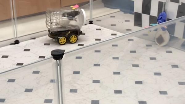 சூப்பர்... எலிகளுக்கு கார் ஓட்ட பயிற்சி கொடுக்கும் ஆராய்ச்சியாளர்கள்... எதற்காக தெரியுமா?