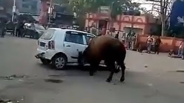 மாருதி சுசுகி காரை குத்தி தூக்கி பந்தாடிய காளை மாடு... வீடியோவை பாருங்க