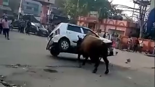 மாருதி சுசுகி காரை குத்தி தூக்கி பந்தாடிய காளை மாடு... வீடியோவை பாருங்க