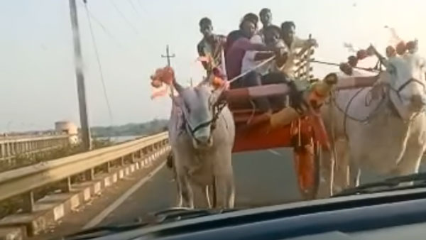 நான் பாட்டுக்கு செவனேனுதான இருந்தேன்... கார் டிரைவரை புலம்ப வைத்த கோவக்கார மாடு... வைரல் வீடியோ