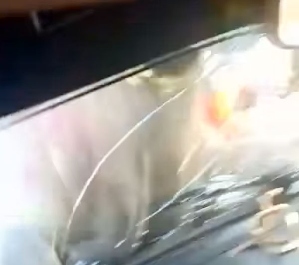 நான் பாட்டுக்கு செவனேனுதான இருந்தேன்... கார் டிரைவரை புலம்ப வைத்த கோவக்கார மாடு... வைரல் வீடியோ