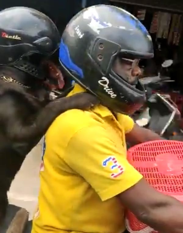 ஹெல்மெட் அணிந்து கொண்டு சென்னையை கலக்கிய நாய்! தலைவர் படத்த விடுங்க... பர்ஸ்ட் இந்த வீடியோவ பாருங்க