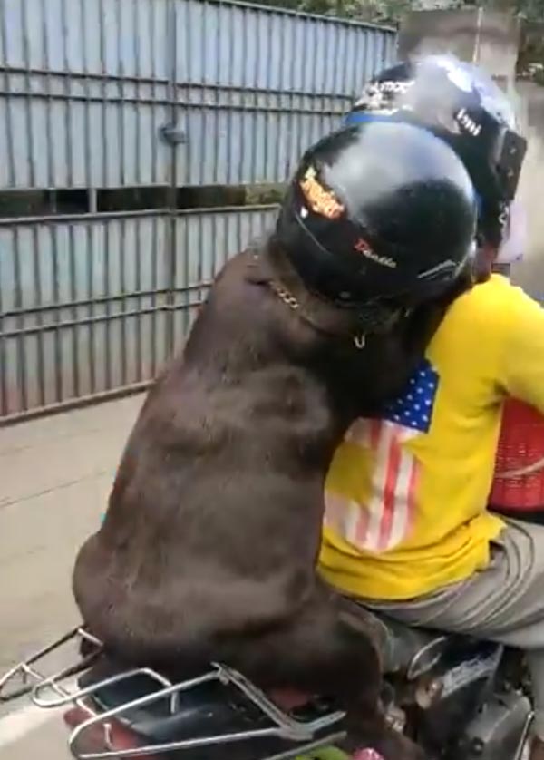 ஹெல்மெட் அணிந்து கொண்டு சென்னையை கலக்கிய நாய்! தலைவர் படத்த விடுங்க... பர்ஸ்ட் இந்த வீடியோவ பாருங்க
