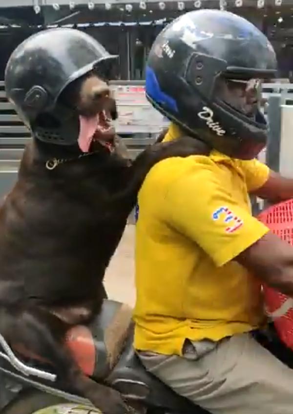 ஹெல்மெட் அணிந்து கொண்டு சென்னையை கலக்கிய நாய்! தலைவர் படத்த விடுங்க... பர்ஸ்ட் இந்த வீடியோவ பாருங்க