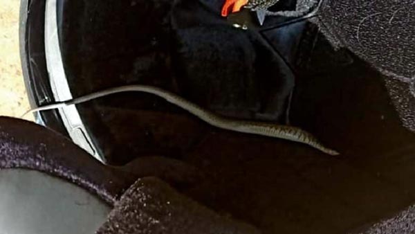 ஹெல்மெட்டில் புகுந்த கொடிய விஷமுள்ள பாம்பு: 11கிமீ தூரம் சுற்றிய வாலிபர்.. அடுத்து நடந்தது என்ன..?