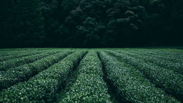 இந்தியாவில் முதல் முறை... விவசாயிகளின் கஷ்டத்தை தீர்க்க வந்த அதிசய டிராக்டர்! விலை எவ்வளவு தெரியுமா?