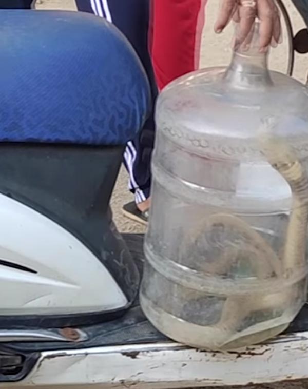 ஆக்டிவா ஸ்கூட்டருக்குள் புகுந்த நாக பாம்பு... ஊரடங்கால் கிளம்பும் புதிய பிரச்னை...