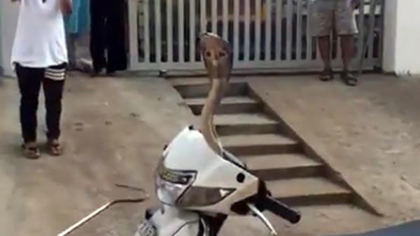 ஆக்டிவா ஸ்கூட்டருக்குள் புகுந்த நாக பாம்பு... ஊரடங்கால் கிளம்பும் புதிய பிரச்னை...