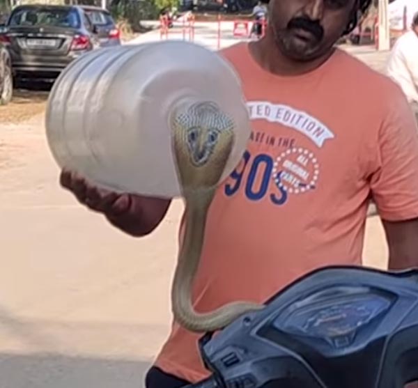 ஆக்டிவா ஸ்கூட்டருக்குள் புகுந்த நாக பாம்பு... ஊரடங்கால் கிளம்பும் புதிய பிரச்னை...