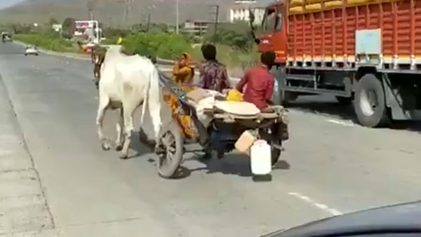 மாட்டு வண்டியில் தன்னை பூட்டி கொண்டு 25 கிமீ இழுத்து சென்ற இளைஞர்... காரணத்தை கேட்டு கலங்கும் மக்கள்