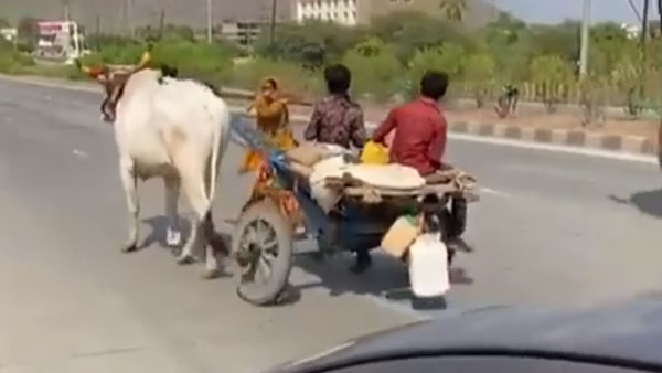 மாட்டு வண்டியில் தன்னை பூட்டி கொண்டு 25 கிமீ இழுத்து சென்ற இளைஞர்... காரணத்தை கேட்டு கலங்கும் மக்கள்