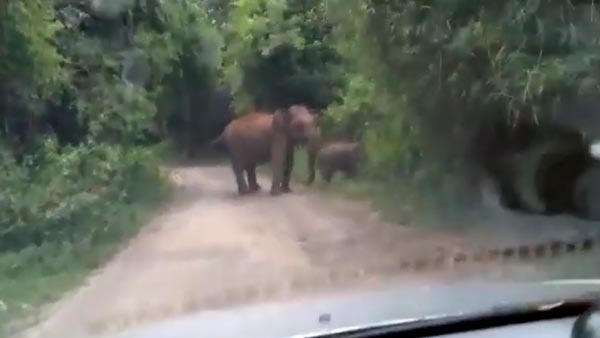 விடாது கருப்புபோல் விரட்டிய சிறுத்தை... தக்க நேரத்தில் காப்பாற்றிய நாய்கள் கூட்டம்... திக் திக் வீடியோ!