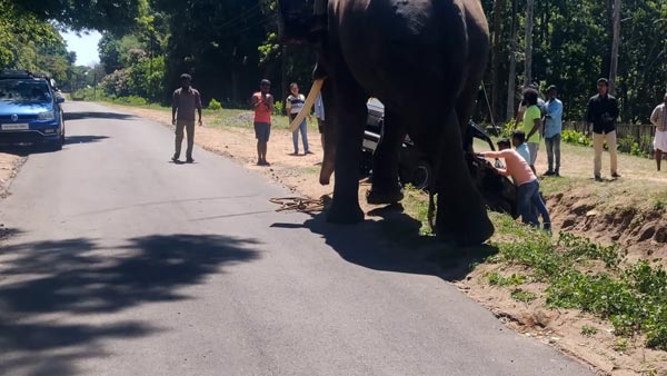 வெளியேற திணறிய மாருதி 800... துதிக்கை கொடுத்து உதவிய பிரமாண்ட உருவமுடைய நண்பன்... வீடியோ! வெளியேற திணறிய மாருதி 800... துதிக்கை கொடுத்து உதவிய பிரமாண்ட உருவமுடைய நண்பன்... வீடியோ!