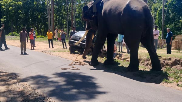 வெளியேற திணறிய மாருதி 800... துதிக்கை கொடுத்து உதவிய பிரமாண்ட உருவமுடைய நண்பன்... வீடியோ! வெளியேற திணறிய மாருதி 800... துதிக்கை கொடுத்து உதவிய பிரமாண்ட உருவமுடைய நண்பன்... வீடியோ!