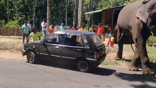 வெளியேற திணறிய மாருதி 800... துதிக்கை கொடுத்து உதவிய பிரமாண்ட உருவமுடைய நண்பன்... வீடியோ! வெளியேற திணறிய மாருதி 800... துதிக்கை கொடுத்து உதவிய பிரமாண்ட உருவமுடைய நண்பன்... வீடியோ!