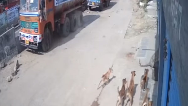 விடாது கருப்புபோல் விரட்டிய சிறுத்தை... தக்க நேரத்தில் காப்பாற்றிய நாய்கள் கூட்டம்... திக் திக் வீடியோ!