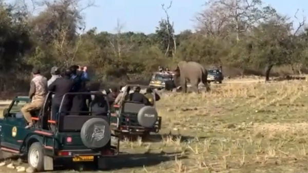 விடாது கருப்புபோல் விரட்டிய சிறுத்தை... தக்க நேரத்தில் காப்பாற்றிய நாய்கள் கூட்டம்... திக் திக் வீடியோ!