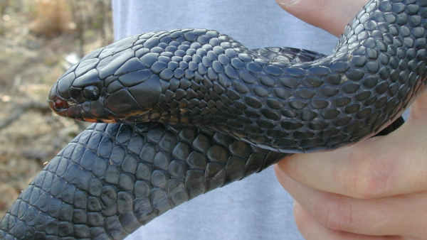 'படை வேணும்னா அஞ்சும், நான் மாட்டேன்' - போதை ஆசாமியிடம் சிக்கிய பாம்பு... என்ன நடந்தது தெரியுமா..?