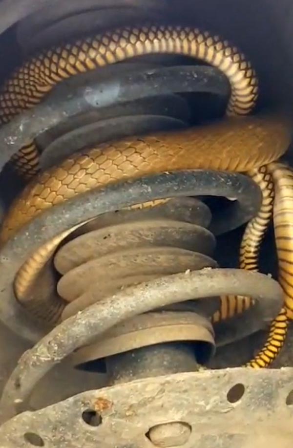 ஊரடங்கினால் ஹோண்டா சிட்டி காரை வீடாக மாற்றிக்கொண்ட 6 அடி பாம்பு... இன்னும் என்னென்ன நடக்க இருக்கிறதோ..?