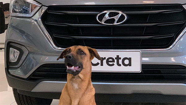 நாயை பணியமர்த்திய கார் ஷோரூம் நிர்வாகம்... என்ன வேலைனு தெரியுமா? இணையத்தில் வரைலாகும் புகைப்படம்!