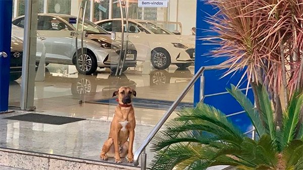 நாயை பணியமர்த்திய கார் ஷோரூம் நிர்வாகம்... என்ன வேலைனு தெரியுமா? இணையத்தில் வரைலாகும் புகைப்படம்!