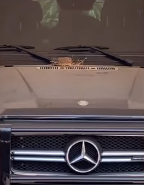 வைரலாகும் வீடியோ... விலை உயர்ந்த பென்ஸ் காரை பறவைக்கு விட்டு கொடுத்த பிரபல மனிதர்... யார் தெரியுமா?