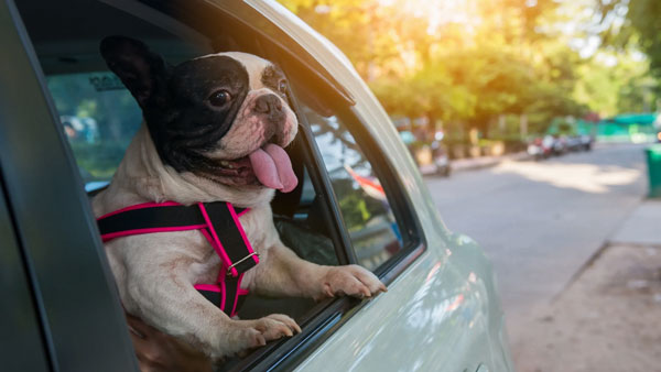 ஜன்னலை திறந்துவிட்டு காரை ஓட்டுவது இவ்ளோ ஆபத்தானதா? இது தெரிஞ்சா இனி இந்த தவற செய்யவே மாட்டீங்க..!